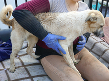 ISA, Hund, Mischlingshund in Rumänien - Bild 3