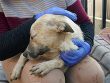 ISA, Hund, Mischlingshund in Rumänien - Bild 6