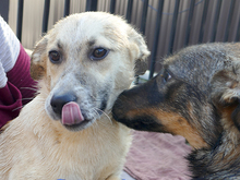 ISA, Hund, Mischlingshund in Rumänien - Bild 7