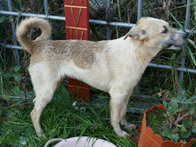 ISA, Hund, Mischlingshund in Rumänien - Bild 8