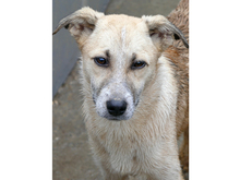 ISA, Hund, Mischlingshund in Rumänien - Bild 9