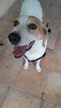 LILI, Hund, Mischlingshund in Spanien - Bild 2