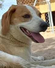 LILI, Hund, Mischlingshund in Spanien - Bild 4