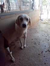 HANNAH, Hund, Mischlingshund in Spanien - Bild 3