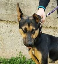 BELLA, Hund, Deutscher Schäferhund-Mix in Slowakische Republik - Bild 1