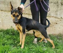 BELLA, Hund, Deutscher Schäferhund-Mix in Slowakische Republik - Bild 4