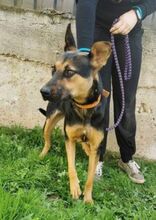 BELLA, Hund, Deutscher Schäferhund-Mix in Slowakische Republik - Bild 5