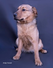 KLEOPATRA, Hund, Mischlingshund in Ungarn - Bild 1