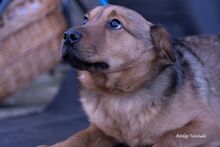 KLEOPATRA, Hund, Mischlingshund in Ungarn - Bild 2
