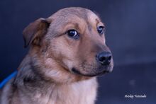KLEOPATRA, Hund, Mischlingshund in Ungarn - Bild 3