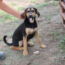 SATCHMO, Hund, Mischlingshund in Ungarn - Bild 1