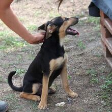 SATCHMO, Hund, Mischlingshund in Ungarn - Bild 2