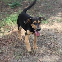 SATCHMO, Hund, Mischlingshund in Ungarn - Bild 3