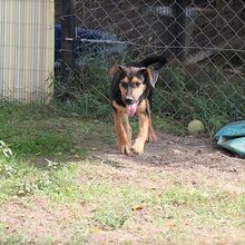 SATCHMO, Hund, Mischlingshund in Ungarn - Bild 4