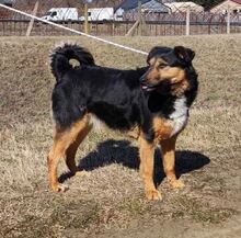 ELEKTRA, Hund, Appenzeller Sennenhund-Deutscher Schäferhund-Mix in Ungarn - Bild 1
