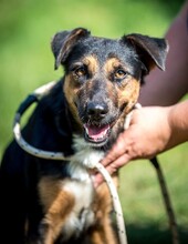 ELEKTRA, Hund, Appenzeller Sennenhund-Deutscher Schäferhund-Mix in Ungarn - Bild 10