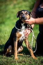 ELEKTRA, Hund, Appenzeller Sennenhund-Deutscher Schäferhund-Mix in Ungarn - Bild 7