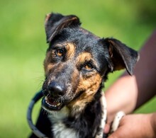 ELEKTRA, Hund, Appenzeller Sennenhund-Deutscher Schäferhund-Mix in Ungarn - Bild 8