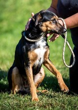 ELEKTRA, Hund, Appenzeller Sennenhund-Deutscher Schäferhund-Mix in Ungarn - Bild 9