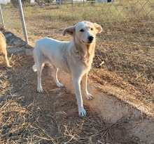 SNOWY, Hund, Mischlingshund in Spanien - Bild 1