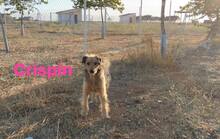 CRISPIN, Hund, Mischlingshund in Spanien - Bild 1