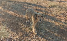 CRISPIN, Hund, Mischlingshund in Spanien - Bild 2