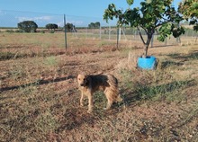 CRISPIN, Hund, Mischlingshund in Spanien - Bild 3