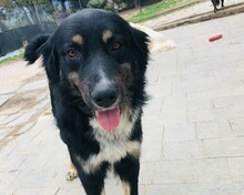 KALU, Hund, Mischlingshund in Griechenland