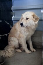 STRUPPEL, Hund, Mischlingshund in Rumänien - Bild 2