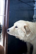 STRUPPEL, Hund, Mischlingshund in Rumänien - Bild 3
