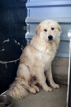 STRUPPEL, Hund, Mischlingshund in Rumänien - Bild 4