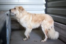 STRUPPEL, Hund, Mischlingshund in Rumänien - Bild 5