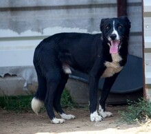 MIKE, Hund, Mischlingshund in Rumänien