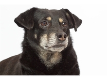 RÜDIGER, Hund, Mischlingshund in Wadgassen - Bild 1