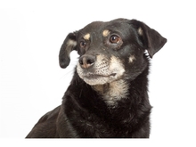 RÜDIGER, Hund, Mischlingshund in Wadgassen - Bild 2