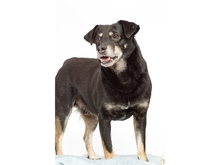 RÜDIGER, Hund, Mischlingshund in Wadgassen - Bild 4