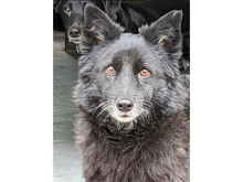 BONNY, Hund, Mischlingshund in Lotte