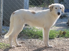 GINGER, Hund, Mischlingshund in Griechenland - Bild 15