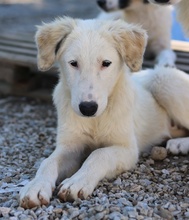 GINGER, Hund, Mischlingshund in Griechenland - Bild 16