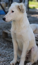 GINGER, Hund, Mischlingshund in Griechenland - Bild 17