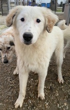 GINGER, Hund, Mischlingshund in Griechenland - Bild 5