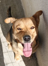 HENRIETTA, Hund, Mischlingshund in Griechenland - Bild 11