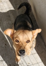 HENRIETTA, Hund, Mischlingshund in Griechenland - Bild 14