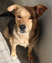 HENRIETTA, Hund, Mischlingshund in Griechenland - Bild 15