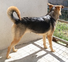HENRIETTA, Hund, Mischlingshund in Griechenland - Bild 16