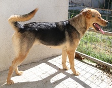 HENRIETTA, Hund, Mischlingshund in Griechenland - Bild 17