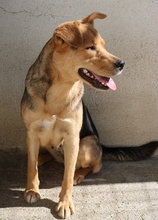 HENRIETTA, Hund, Mischlingshund in Griechenland - Bild 19