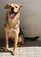 HENRIETTA, Hund, Mischlingshund in Griechenland - Bild 20