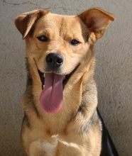 HENRIETTA, Hund, Mischlingshund in Griechenland - Bild 21