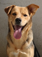 HENRIETTA, Hund, Mischlingshund in Griechenland - Bild 22